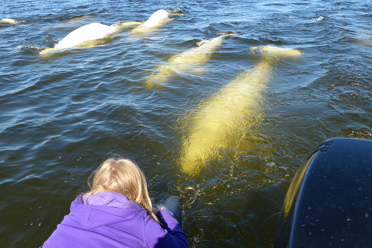 playful beluga whales