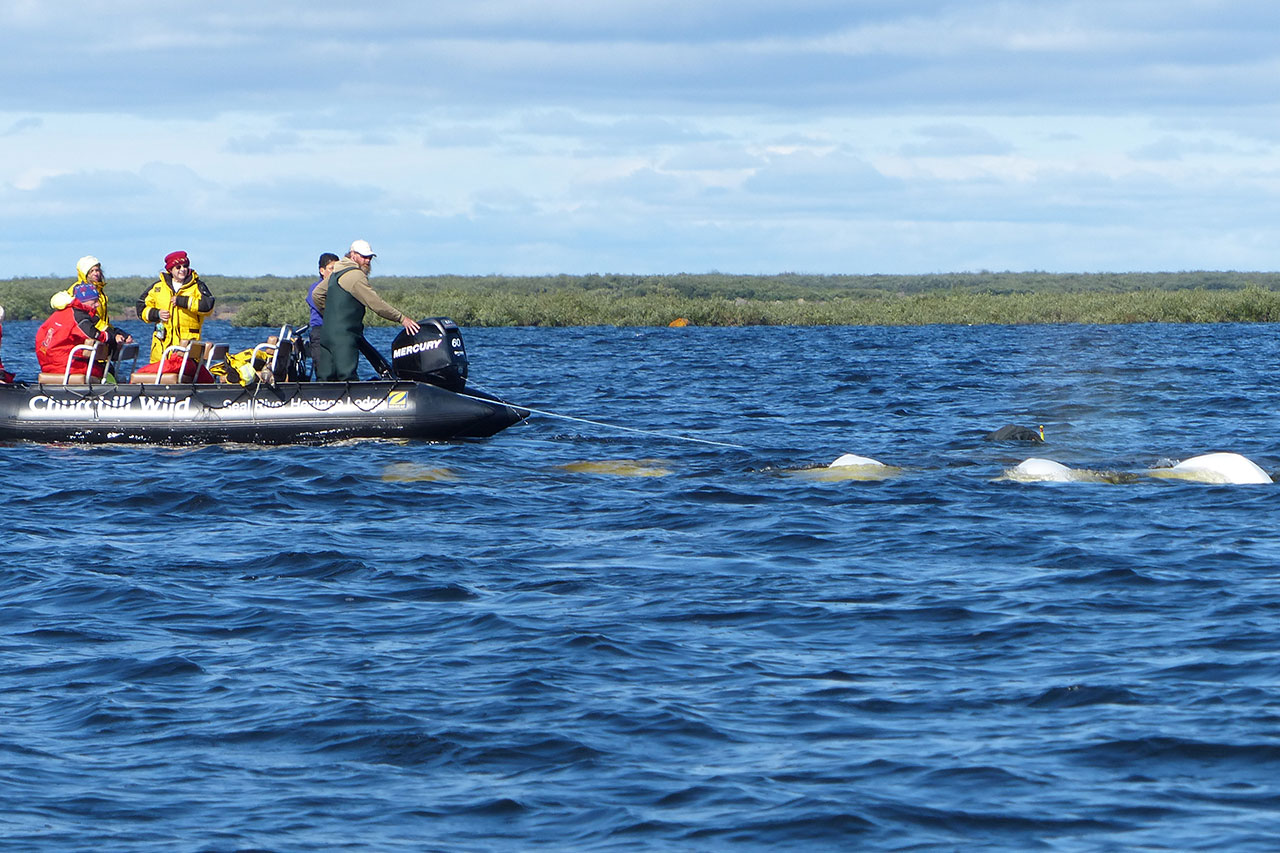 Swimming with belugas