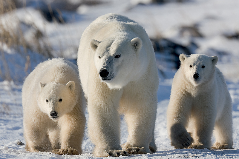 Polar bear with cubs at Churchill Wild, photo by Michael Poliza