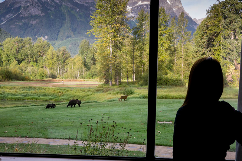 bears through the window