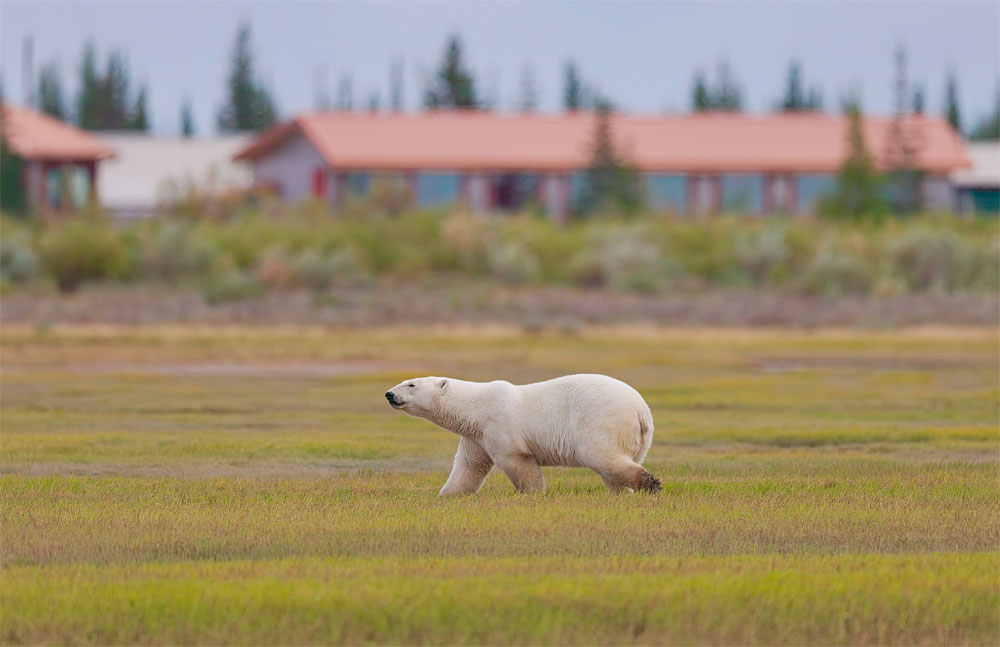 Polar bear walking in front of Nanuk Polar Bear Lodge