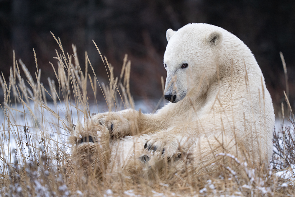 Polar bear with Churchill Wild